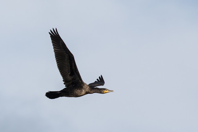 A closer cormorant in flight