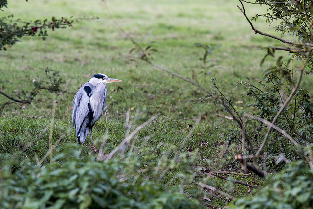 Grey Heron Stalking the Banks of the River Ouse