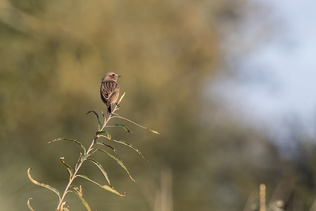 Another Stonechat photo