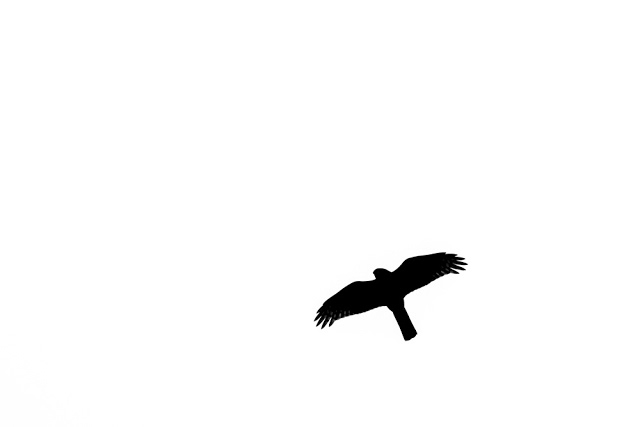 Sparrowhawk Silhouette