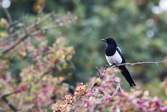 A Magpie in the colours of Autumn