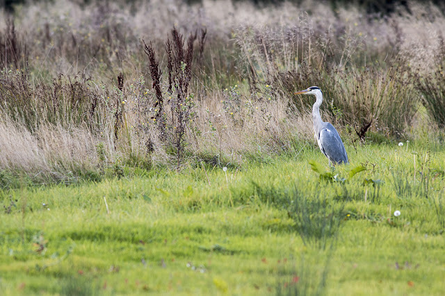 Grey Heron stalking the fields