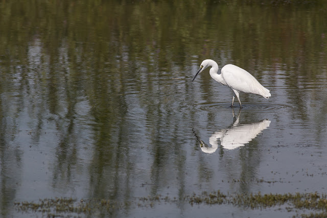 Little Egret on the Main Pits of the Floodplain Forest