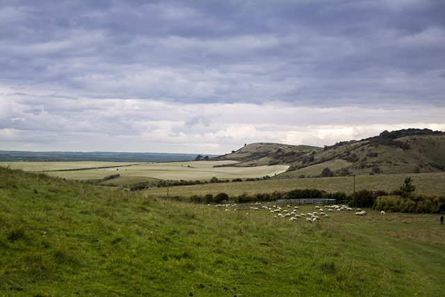 Ivinghoe Beacon and Sheep