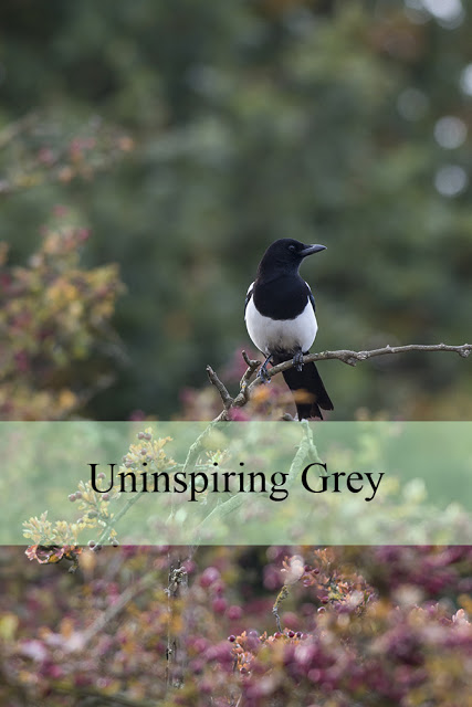 Uninspiring Grey - A walk around my local nature reserve
