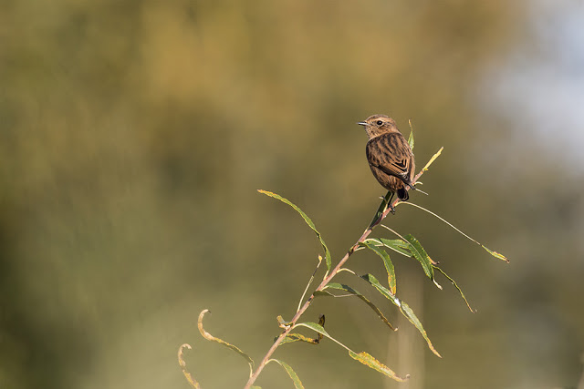 Introducing the Patch - Wild Flower Meadow - Stonechat