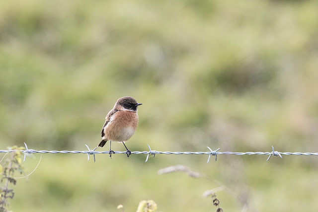 Another of the Stonechats