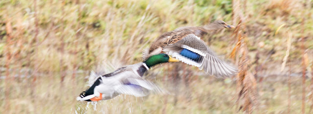 An action shot of Mallards taking to flight