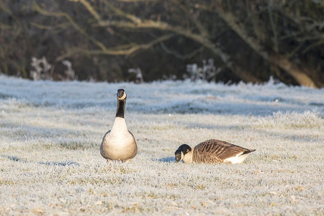Pairing up Canada Geese?
