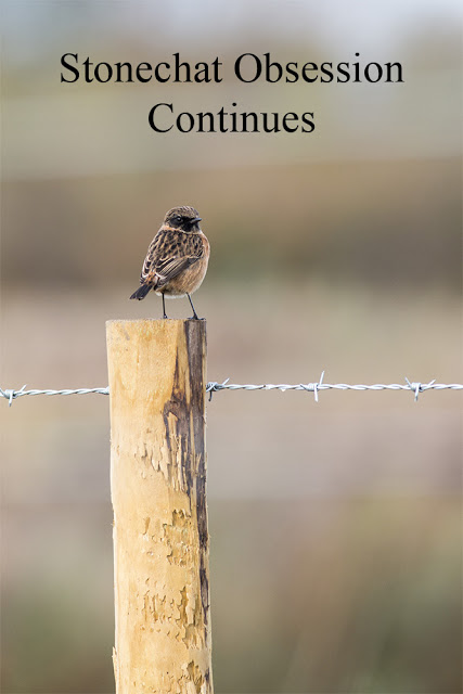 Stonechat Obsession Continues