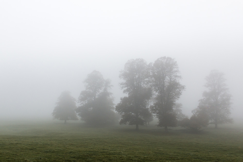 Through The Mists - trees in the mist