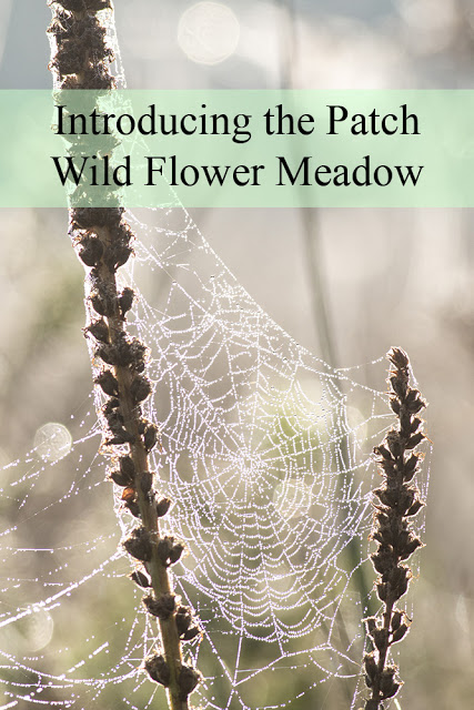 Introducing the Patch - Wild Flower Meadow