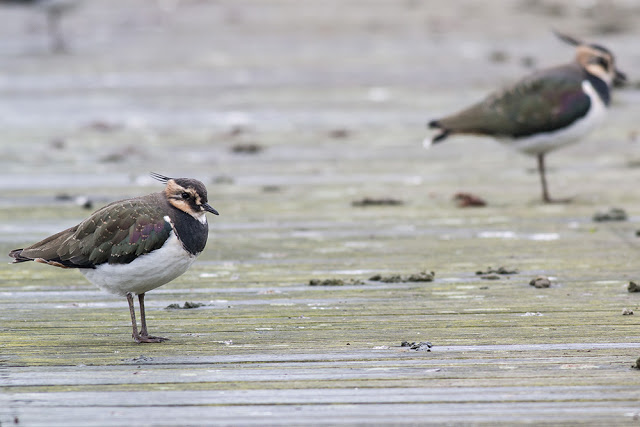Another of the Lapwing