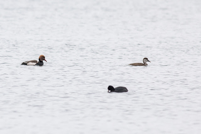 Red-Crested Pochard (Male and Female at Willen Lake)