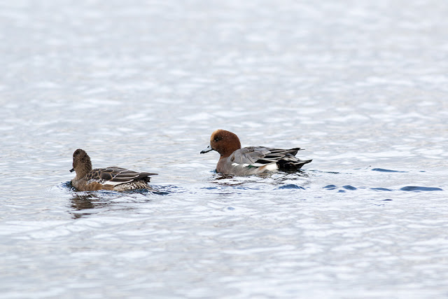 Male and Female Wigeon
