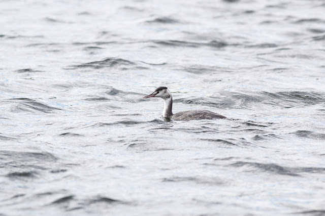 Great-Crested Grebe swimming