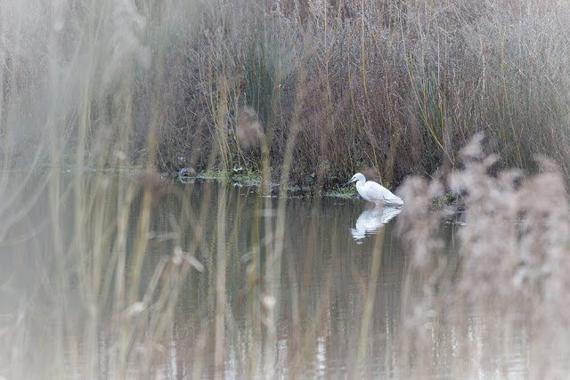 Little Egret through reeds