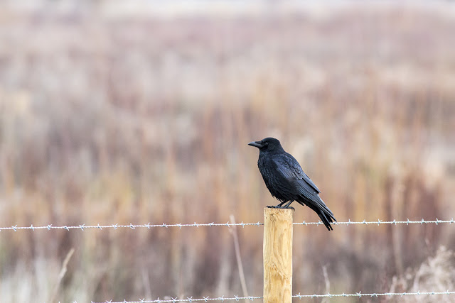 Carrion Crow on a post