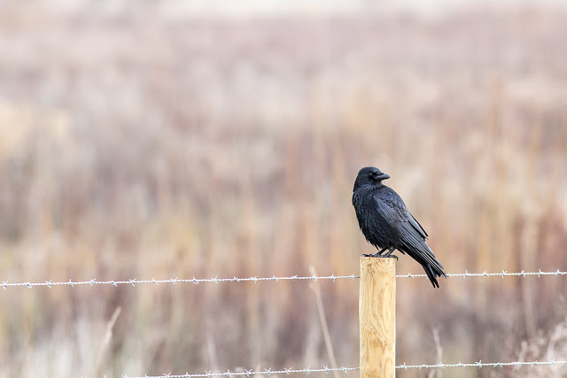 Another of the Carrion Crow
