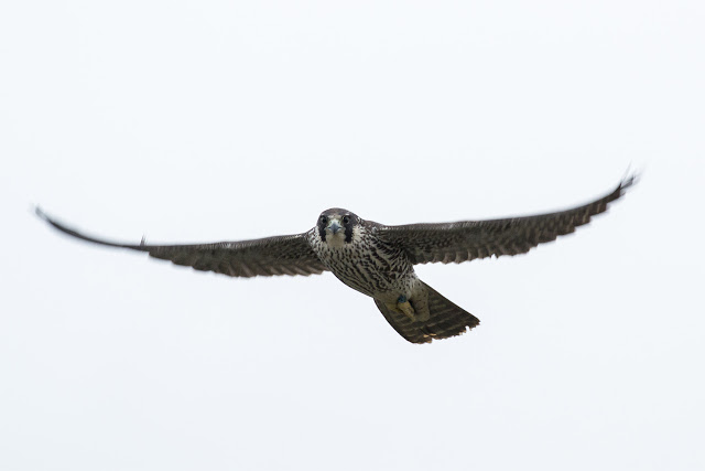 Peregrine Falcon (my favourite photo of the month and one that saw my name in local papers in Milton Keynes and Wiltshire)