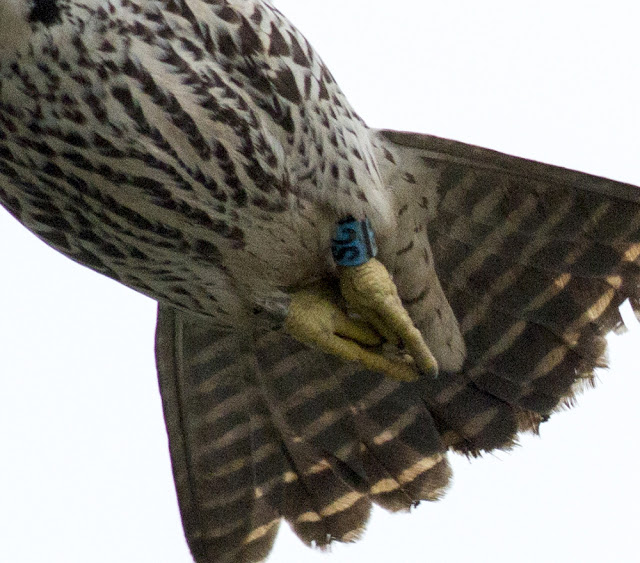 Close up of the blue SC ring on the Peregrine Falcon