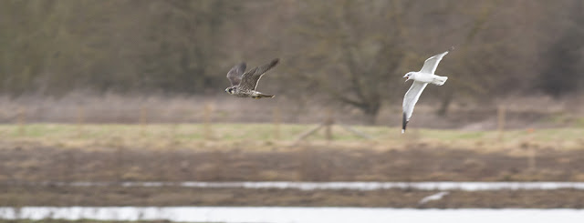 Peregrine moving at speed