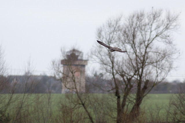 Peregrine with Water Tower in Background