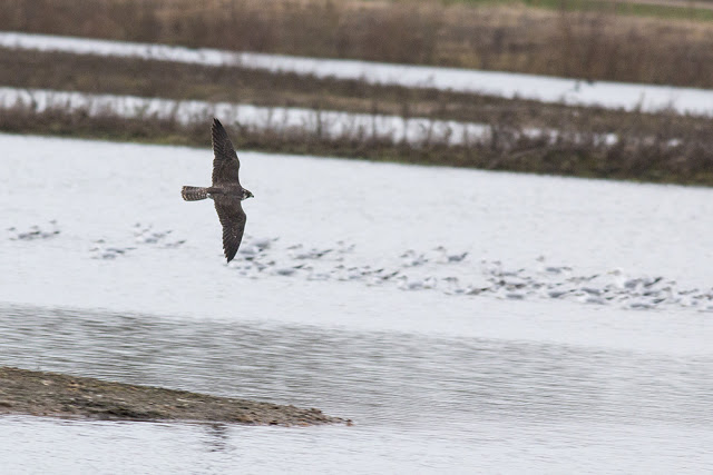 Peregrine flying over the Eastern Lakes