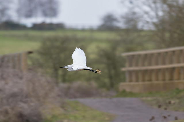 Little Egret in Flight - this is the bird that was just attacked by the Peregrine
