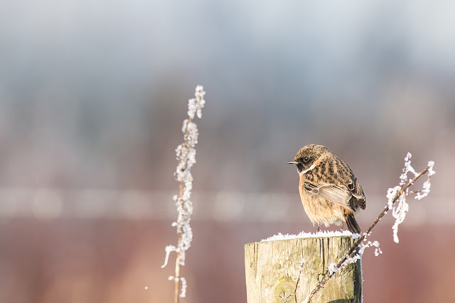 Male Stonechat on Frost Covered Fence Post
