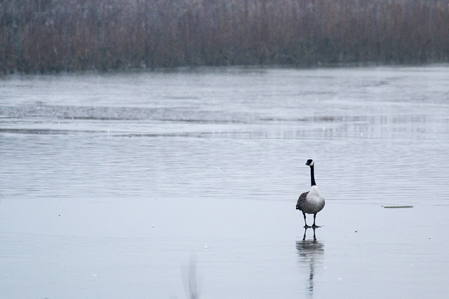 Canada goose on Ice