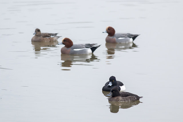 Tufted Duck and Wigeon