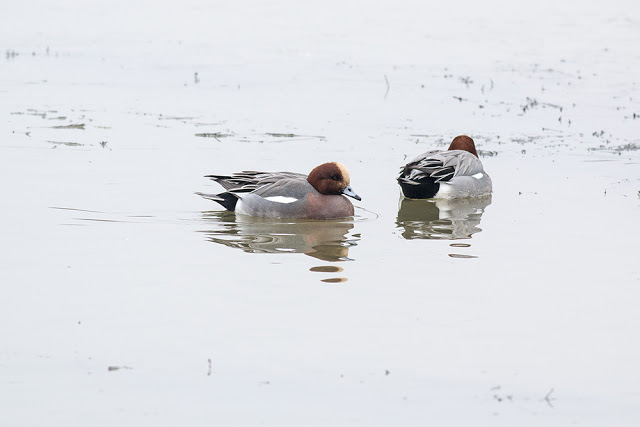 Yet more Wigeon