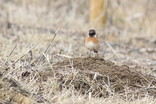 Male Stonechat on the ground