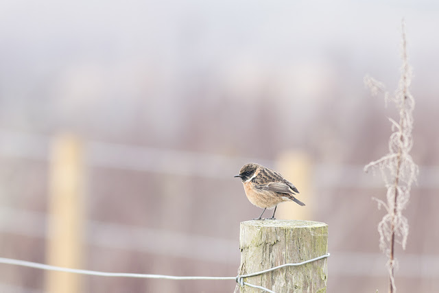Male Stonechat on Post