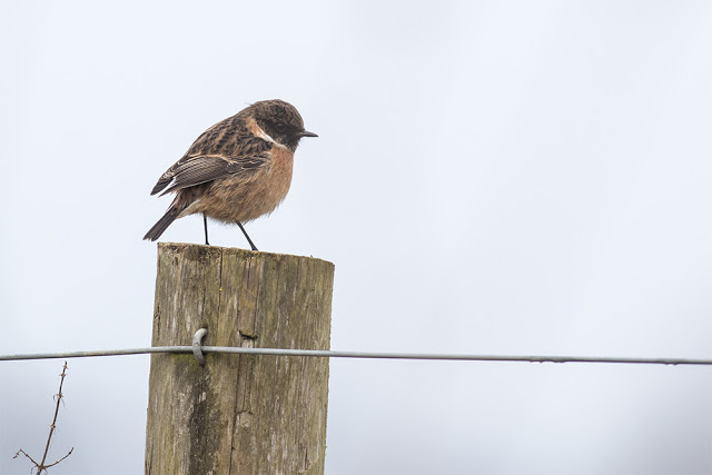 Male Stonechat on Post