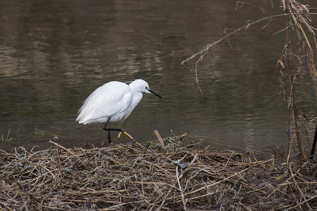 Little Egret Fishing in the River Ouse