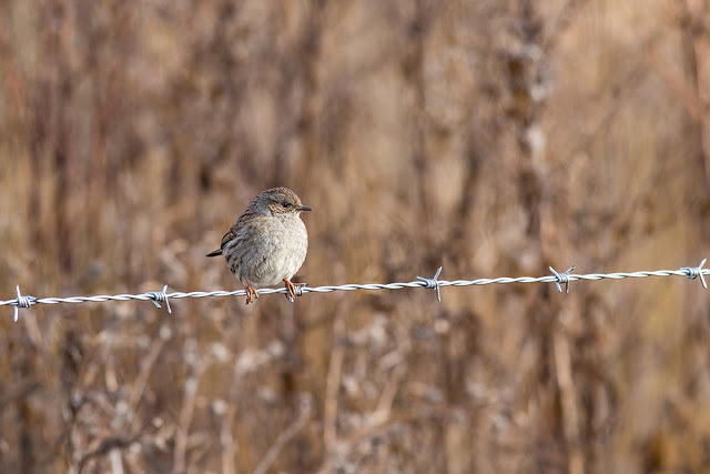 Dunnock on Barbed Wire Fence