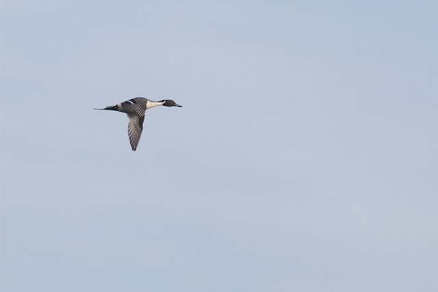 Male Pintail in Flight
