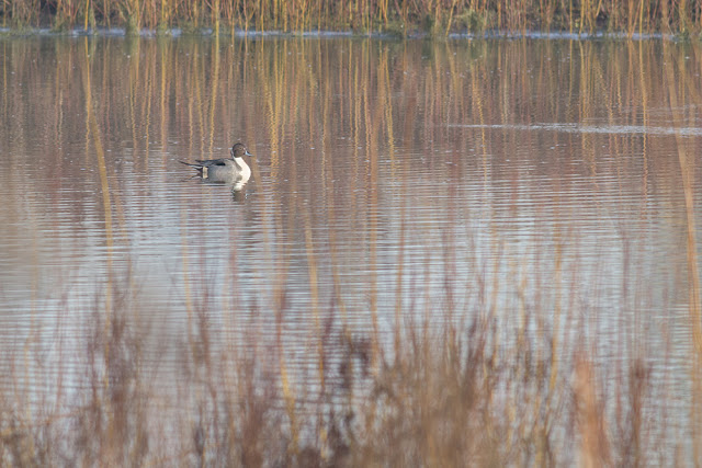 Pintail Swimming the waters of the Floodplain Forest Nature Reserve