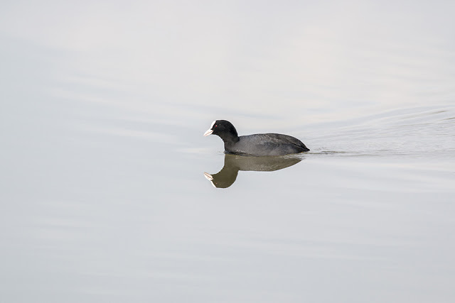 Common or Eurasian Coot
