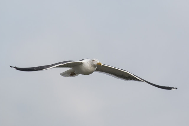 Lesser Black-backed Gull in Flight