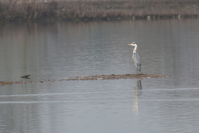 Another Image of a Grey Heron