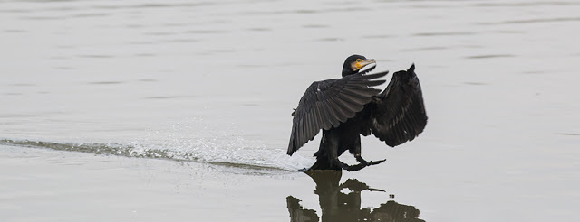 Cormorant coming in to land