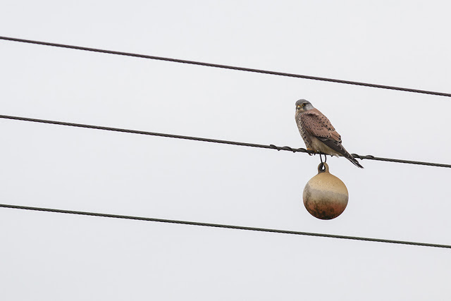 Male Common Kestrel on Wires