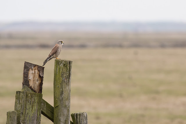 My Image of the Trip - Common Kestrel