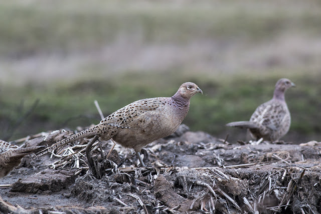 Female Pheasants