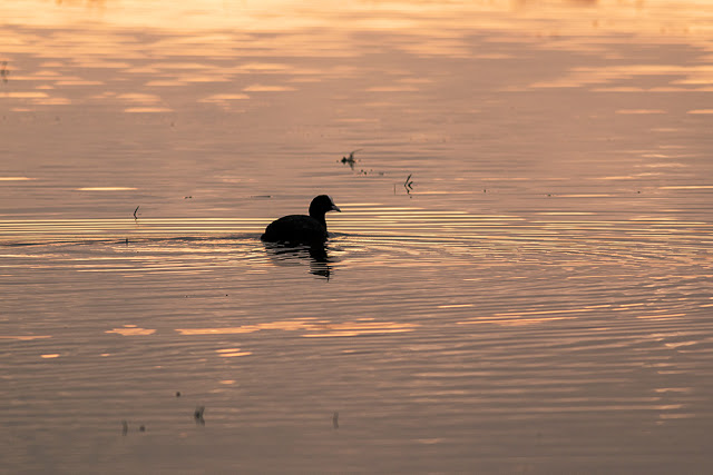 Coot swimming at Sunset