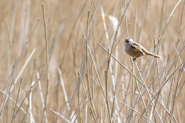More Bearded Tit