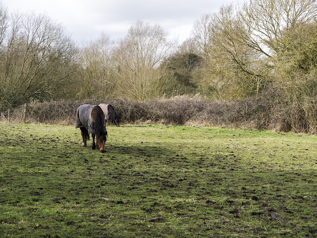 Horses Beside the Canal